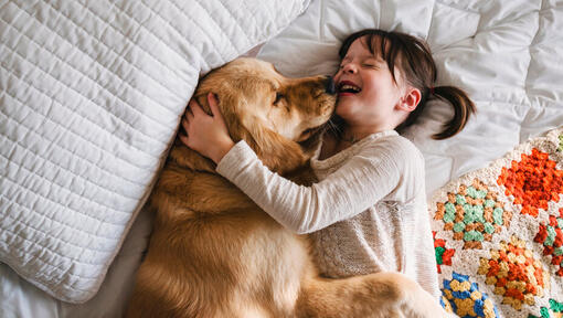 Golden Labrador lying on bed playing with child