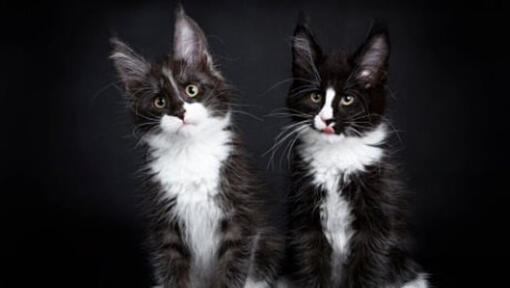 The Different Types of Black and White Cat Coat Patterns