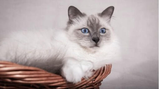 Light Birman cat lying in a basket.
