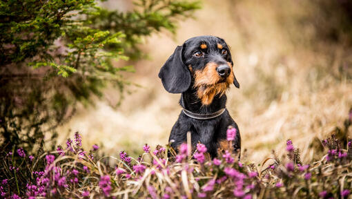 Brown and black Dachshund lying in field.