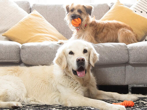 Golden retriever and terrier