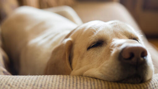 Golden Labrador Retriever lying down asleep.