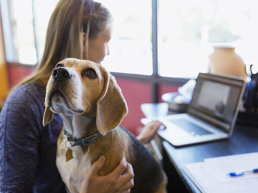 Beagle sat on owners lap whilst she works