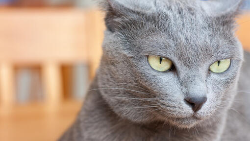 Russian blue cat