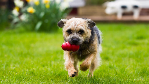 Brown and black puppy running through grass with red toy in mouth.