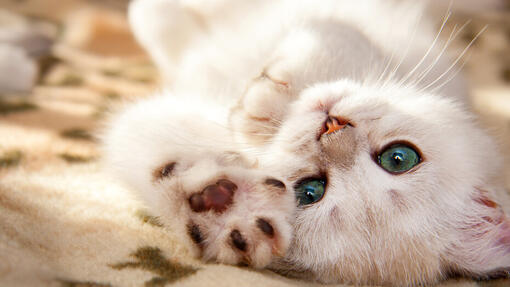 White cat with blue eyes lying on back.