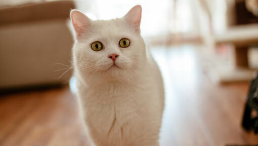 White cat with yellow eyes walking on brown wooden floor.
