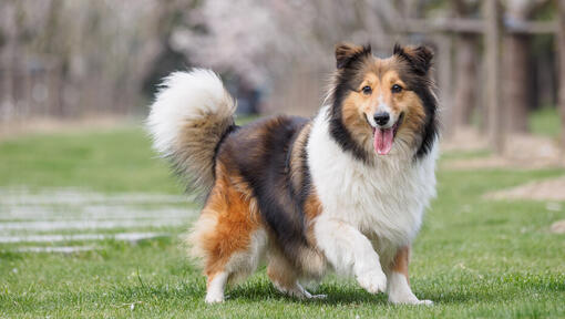 Top 5 Smartest Dog Breeds