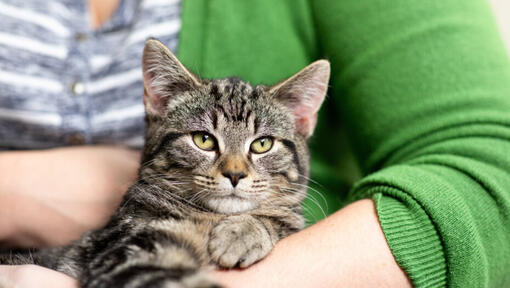 Tabby cart with light green eyes being cuddled.