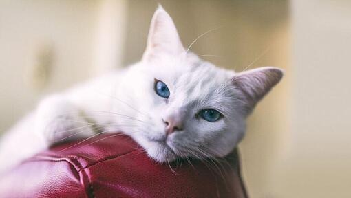 White cat with blue eyes sitting on red leather seat.