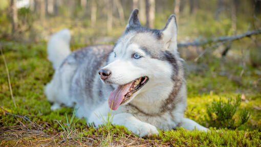Siberian Husky with bright blue eyes lying down in the forest with tongue out.