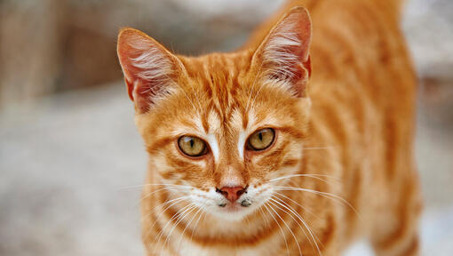 orange cat with stripes