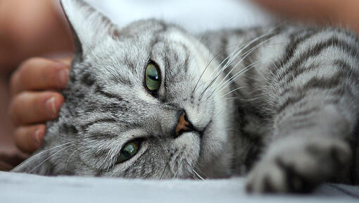 close up of grey cat
