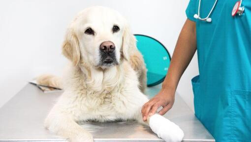 Dog sitting on vet's table