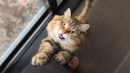 cat climbing up owner's leg