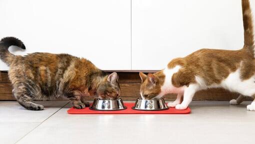 two cats eating from bowls next to each other