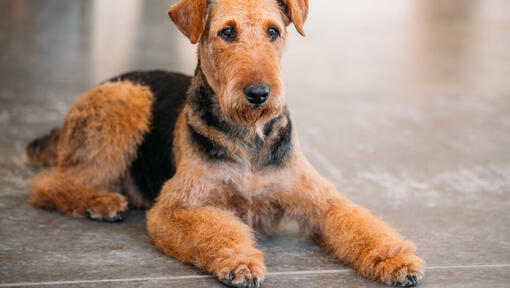 Airedale terrier lying down on the floor.