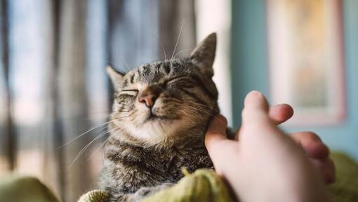Content cat having face rubbed