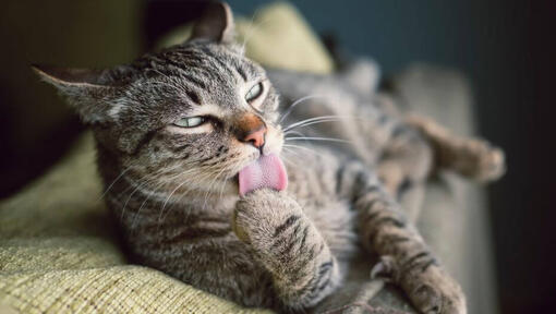 Cat best sale taste buds