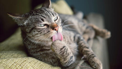 Cat licking paw