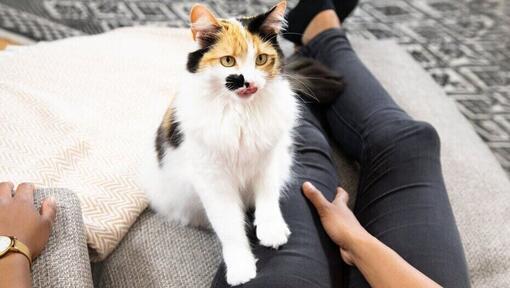 Cat sat on owner's lap