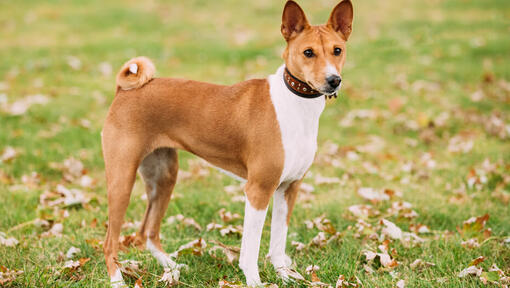 Brown basenji standing on grass.