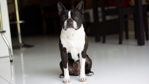 boston terrier sitting in the center of the room