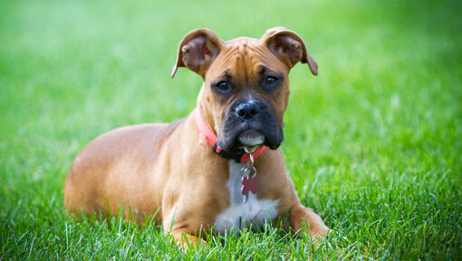Mastiff acne treatment discount
