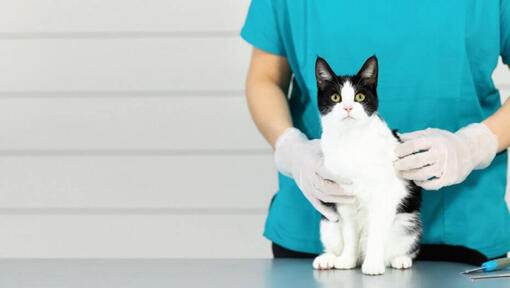 Black and white cat sitting on a vet table.