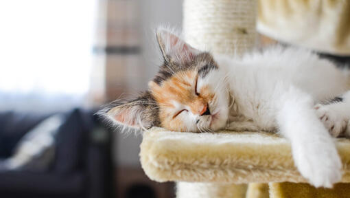 Kitten asleep on a cat tree