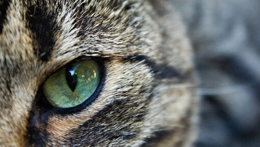 Close up of a cat's green eye