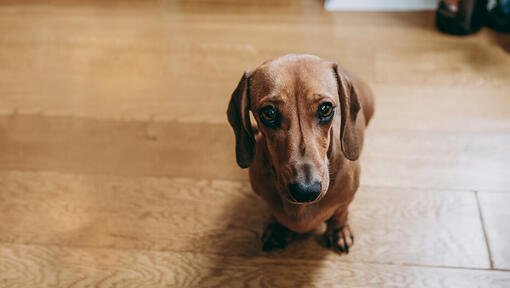 Dachshund sitting on a wooden floor