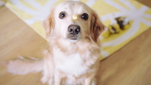 Fluffy dog with a piece of cheese between her eyes