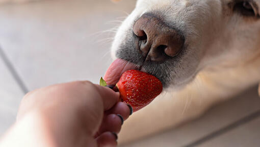 Labrador being fed a strawberry