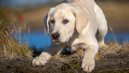 Labrador puppy crouching while staring