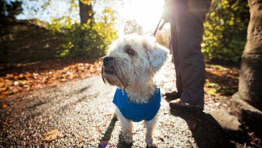 Can Your Dog See Ghosts?