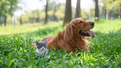 Kitten and dog lying in long grass