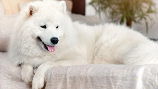 White fluffy dog with tongue sticking out