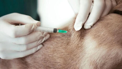 Vet giving an injection
