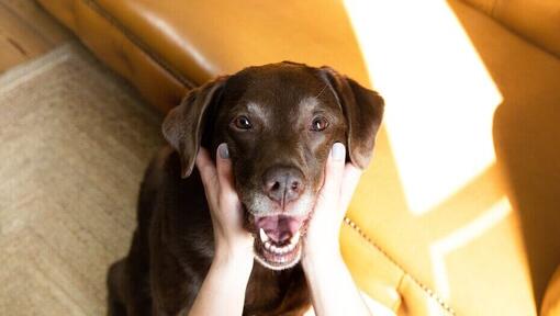 Chocolate Labrador with owner holding mouth open.