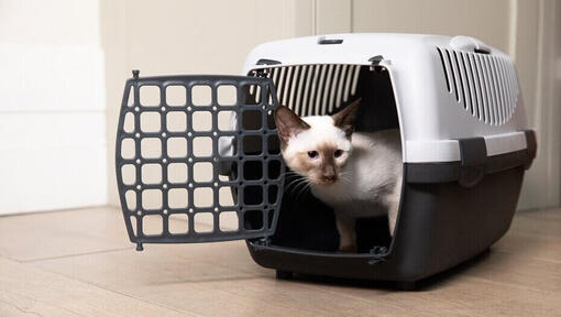 Kitten stepping out of a crate