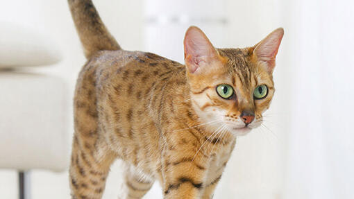 close up of bengal cat with green eyes