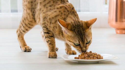 bengal cat eating wet food
