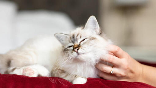 Fluffy cat enjoying being petted.