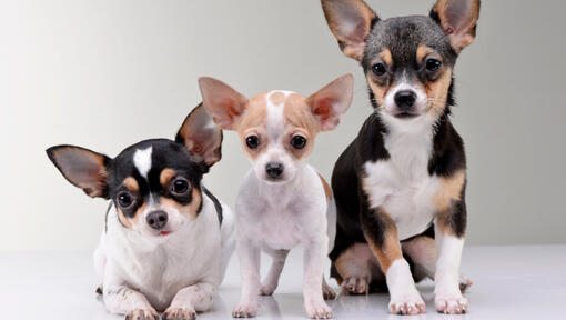 Three Chihuahuas