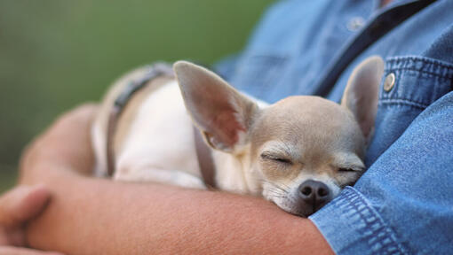 Chihuahua sleeping on man's hands.