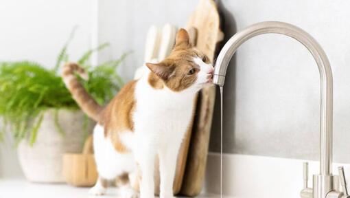 Light brown and white cat drinking water out of a tap.