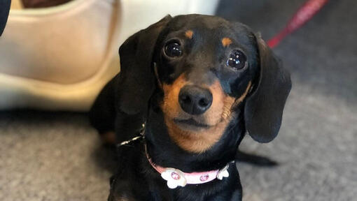 Miniature dachshund with pink collar