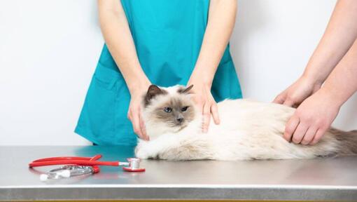 White fluffy cat sitting on vet table.