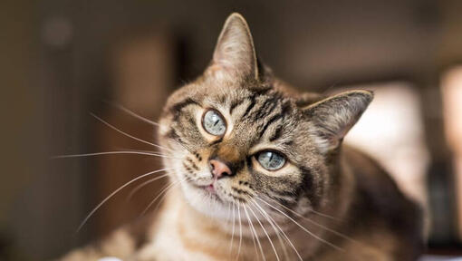 Dark furred cat with grey eyes lying down.